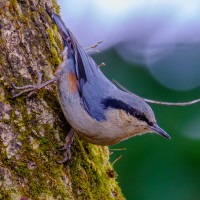 Chestnut-vented Nuthatch